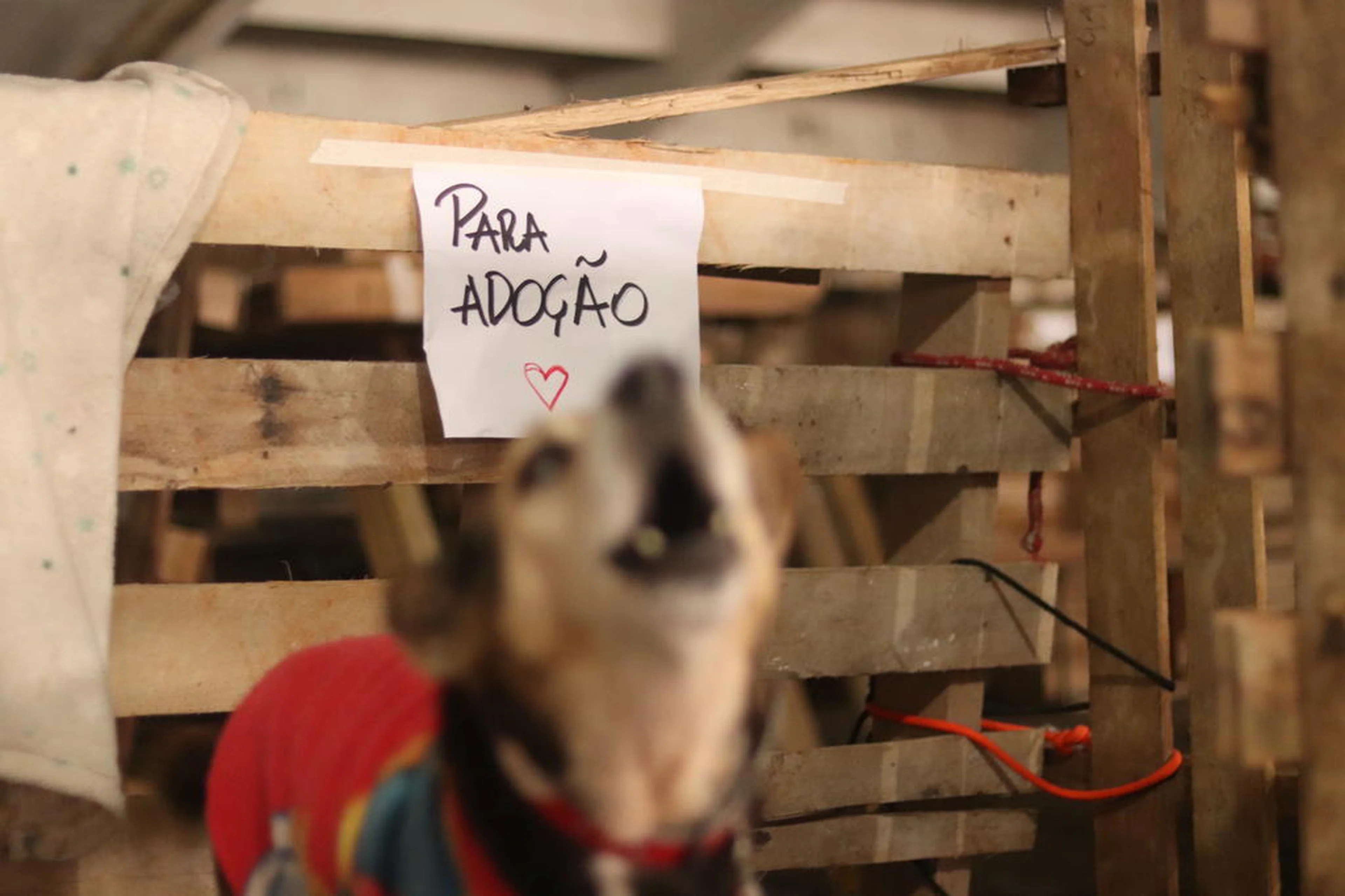 Leandro Lopes/Divulgação