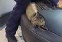 Gato fica com a cabeça presa no "pisca" de carro e é resgatado pelos bombeiros em Bento Gonçalves