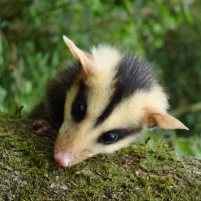 Presença de gambás aumenta em Porto Alegre durante a primavera<!-- NICAID(16149184) -->