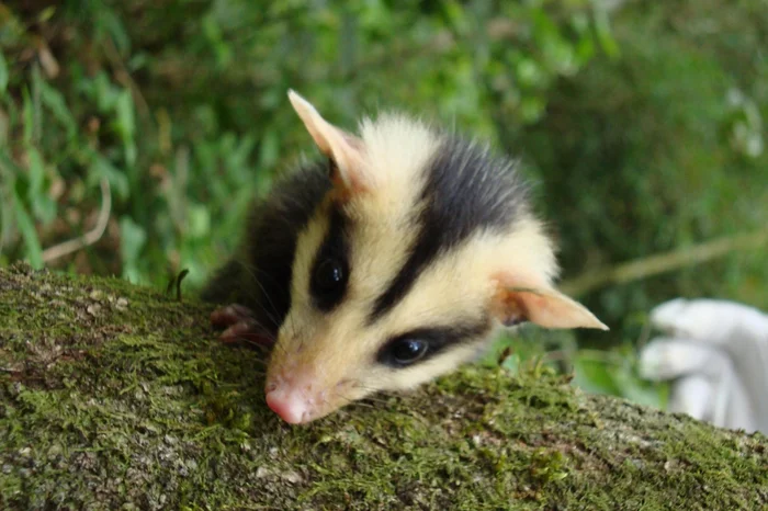 Soraya Ribeiro/SMAMS PMPA / Divulgação