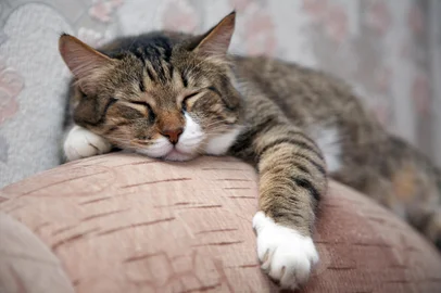 Cat sleeping by sofa. Kuzia - senior cat (12 y.o.)Indexador: Igor ZhorovFonte: 1579488<!-- NICAID(14792601) -->
