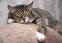 Gatos foram responsáveis por mais de cem incêndios na Coreia do Sul nos últimos três anos