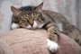 Cat sleeping by sofa. Kuzia - senior cat (12 y.o.)Indexador: Igor ZhorovFonte: 1579488<!-- NICAID(14792601) -->