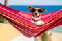dog relaxing on a fancy red  hammock with sunglassesFonte: 65580125<!-- NICAID(14973719) -->