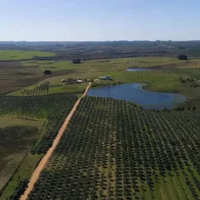 Oliveiras da Fazenda Batalha do Seival<!-- NICAID(14833194) -->