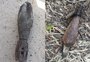 Segundo artefato explosivo é encontrado em Nova Santa Rita em menos de 24 horas 