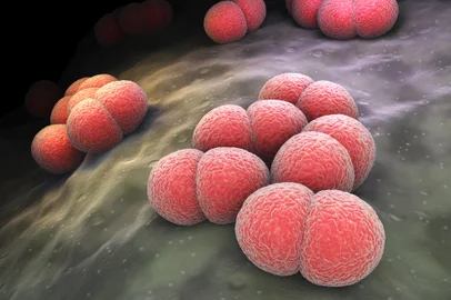 Neisseria meningitidis bacteriaBactéria, Neisseria meningitidis. Foto: Tatiana Shepeleva / stock.adobe.comFonte: 137591192<!-- NICAID(14762028) -->