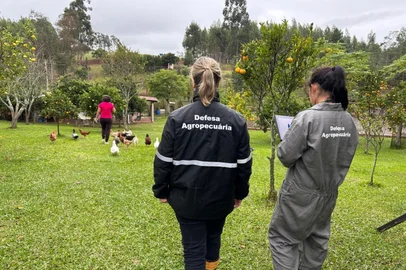 Todas as propriedades no raio de 10 quilômetros da granja foco da gripe aviária foram vistoriadas, diz governo do RS<!-- NICAID(16042152) -->