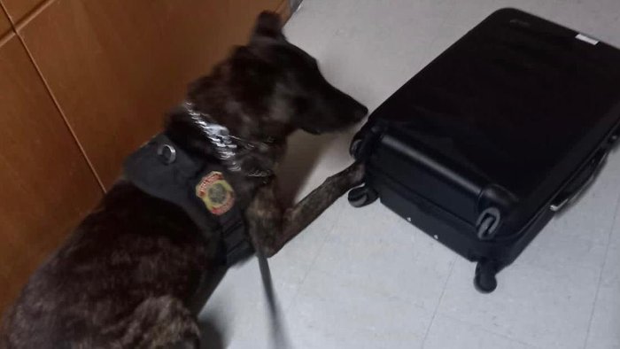 Policia Federal / Divulgação Policia Federal / Divulgação