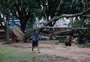 Estudo avalia quase 400 árvores de Porto Alegre e mostra que 10% morreram e 5% desapareceram após a enchente de 2024