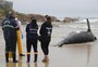 Primeira baleia-franca encalhada na temporada foi encontrada sem vida em Santa Catarina
