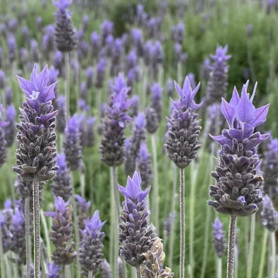 Cultura de lavanda em Morro Reuter<!-- NICAID(15890791) -->