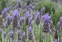 Rio Grande do Sul terá Rota da Lavanda