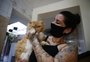 Em um ano, grupo resgata 90 gatos das ruas de Porto Alegre e encaminha para adoção