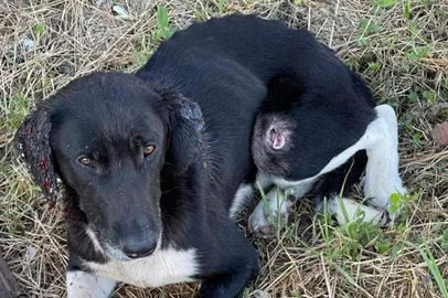 Grupo pede ajuda para resgatar cachorro machucado que circula nas ruas de Caxias<!-- NICAID(15636258) -->