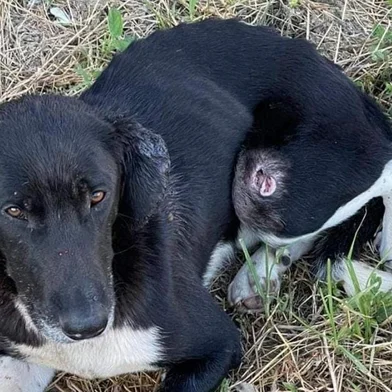 Grupo pede ajuda para resgatar cachorro machucado que circula nas ruas de Caxias<!-- NICAID(15636258) -->