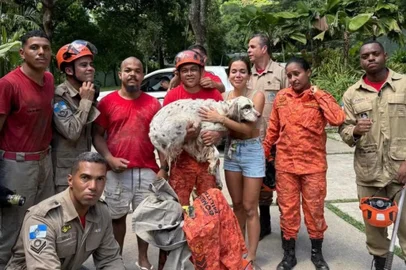 Desaparecido desde a noite de terça-feira (24), o cão de estimação da cantora Anitta foi encontrado e resgatado na manhã desta quarta-feira  (25) após a artista mobilizar buscas nas redes sociais. Charlie estava em um buraco que cavou na fundação da residência da popstar, em Itanhangá, na Barra da Tijuca, Rio de Janeiro, de onde foi retirado pelo Corpo de Bombeiros.<!-- NICAID(15942250) -->