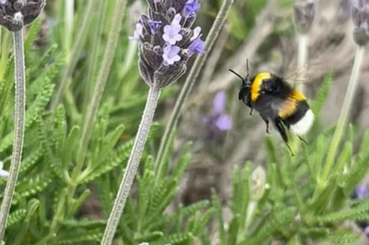 Mamangava exótica invasora - Bombus terrestres<!-- NICAID(16064101) -->