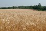 Excesso de chuva faz números da safra de trigo encolherem 30,5% no RS
