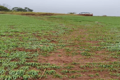 Lavoura de trigo afetado pela chuva em Giruá<!-- NICAID(16342545) -->