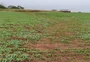 Área de trigo representa 51,1% da atingida por chuva intensa e temporais em julho no RS