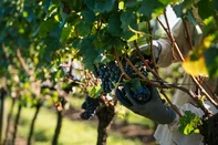 Pela primeira vez uma abertura oficial e a nível nacional do período de colheita da uva será realizada. A cerimônia ocorre em Flores da Cunha partir das 17h30min desta terça-feira (20) na Vinícola Argenta.<!-- NICAID(16206680) -->