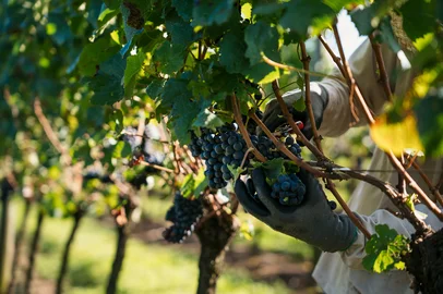 Pela primeira vez uma abertura oficial e a nível nacional do período de colheita da uva será realizada. A cerimônia ocorre em Flores da Cunha partir das 17h30min desta terça-feira (20) na Vinícola Argenta.<!-- NICAID(16206680) -->