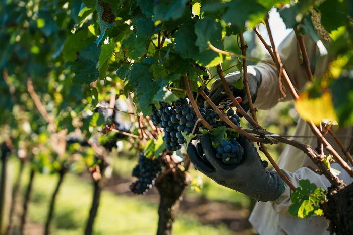 Anderson Pagani / Divulgação