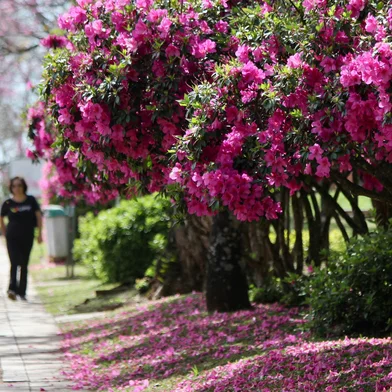 Primavera em Passo Fundo<!-- NICAID(16127157) -->