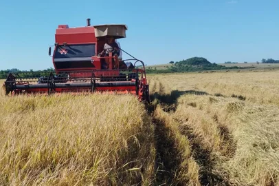 Colheita de arroz em Alegrete, na Fronteira Oeste<!-- NICAID(15732571) -->