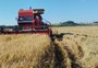Colheita avança, e preços do arroz recuam no RS