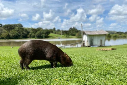Capivara está desaparecida em Vila Seca.O animal se chamava Nicanor e era considerado de estimação para a família proprietária do Caminhos do Morango, estabelecimento turístico da região.<!-- NICAID(15329183) -->