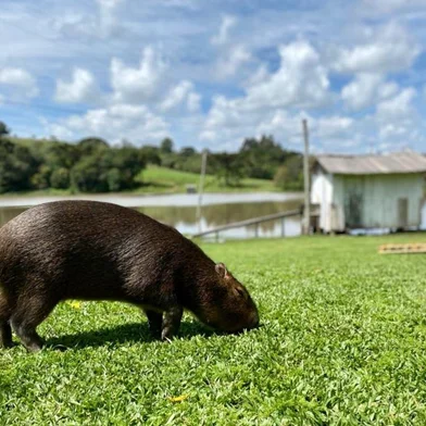 Capivara está desaparecida em Vila Seca.O animal se chamava Nicanor e era considerado de estimação para a família proprietária do Caminhos do Morango, estabelecimento turístico da região.<!-- NICAID(15329183) -->