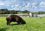 Polícia Civil identifica três suspeitos de caça ilegal pela morte de capivara em Caxias