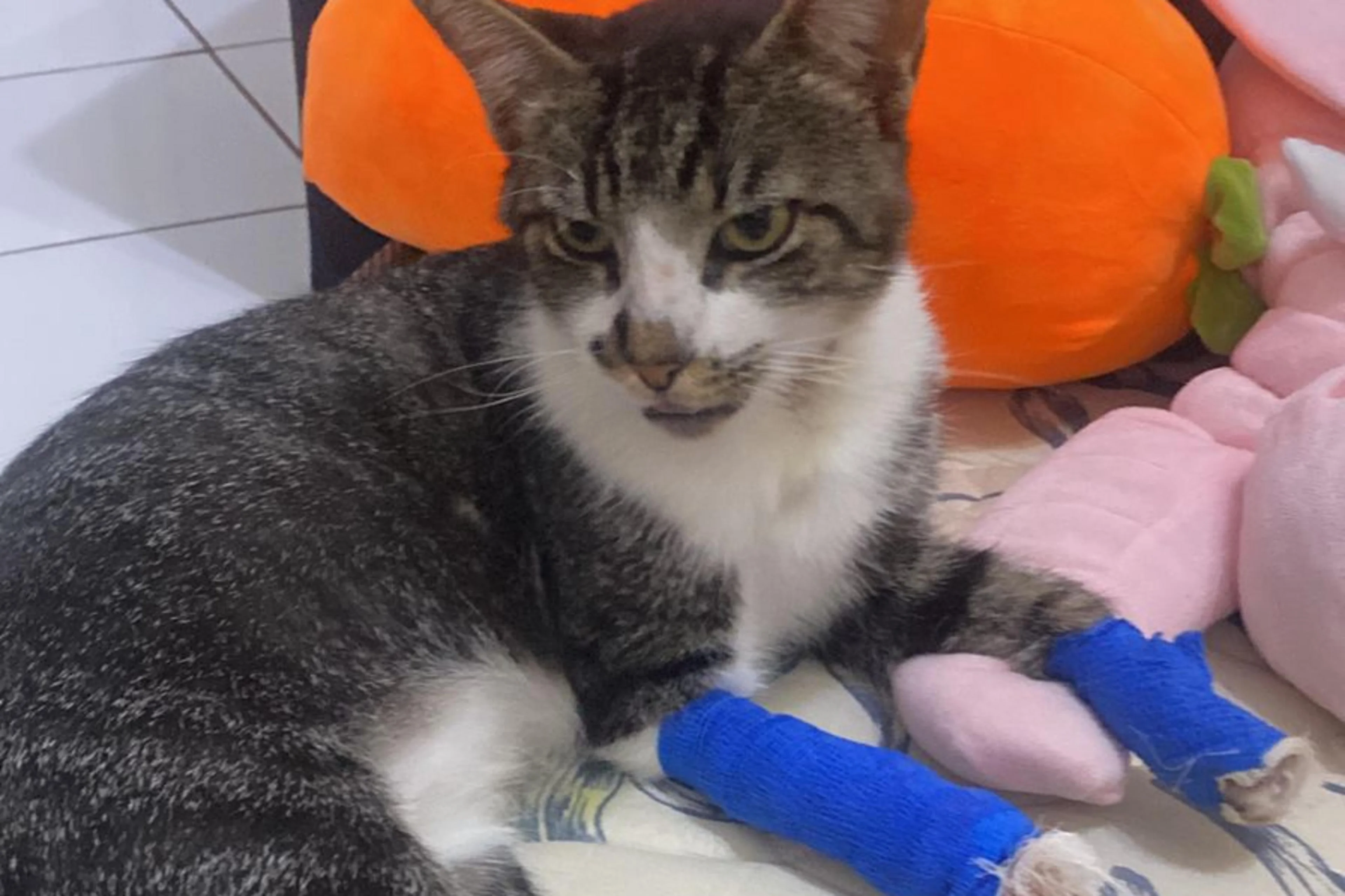 Kauane Garmus/Arquivo pessoal