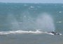 Aparição de baleias chama a atenção em praia de Torres