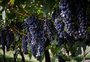 O que pensam nove especialistas sobre a safra de uva (e os vinhos) de 2021