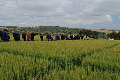 Trigo do RS é destaque em encontro nacional de moinhos promovido na Região Norte<!-- NICAID(16141191) -->