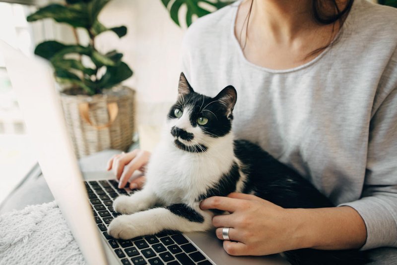 Young woman using laptop and cute cat sitting on keyboard. Faithful friend. Casual girl working on laptop with her cat, sitting together in modern room with pillows and plants. Home office.Fonte: 334812449<!-- NICAID(15613984) -->
