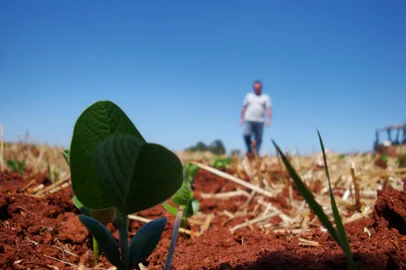 No noroeste do Estado, 78% das lavouras de soja já estão plantadas. Em alguns locais, a semeadura foi, inclusive, finalizada. Caso de Gilberto Scapin, 57 anos, que cultiva 600 hectares da oleaginosa em Cruz Alta, no noroeste do Estado.<!-- NICAID(7704900) -->