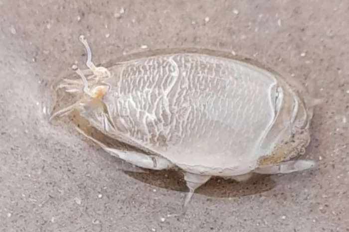 Laboratório de Ecologia de Invertebrados Bentônicos,IO - FURG / Divulgação