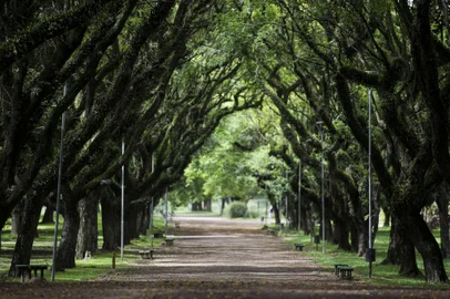 Porto Alegre, RS, Brasil, 05-12-2023: Áreas arborizadas no Parque Marinha do Brasil, que completa 45 anos. Em 1978, ano de inauguração, o local era descampado. Foto: Mateus Bruxel / Agência RBS<!-- NICAID(15616843) -->