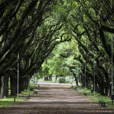 Porto Alegre, RS, Brasil, 05-12-2023: Áreas arborizadas no Parque Marinha do Brasil, que completa 45 anos. Em 1978, ano de inauguração, o local era descampado. Foto: Mateus Bruxel / Agência RBS<!-- NICAID(15616843) -->