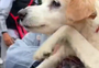 VÍDEO: cachorro "nada" no ar após ser retirado de enchente em Canoas