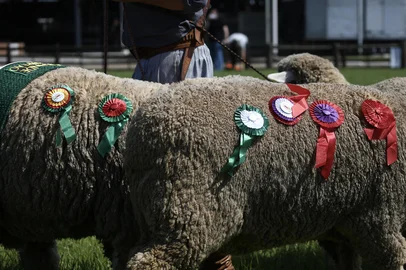 ESTEIO, RS, BRASIL, 29/09/2020 - Rosetas (signo de premiação) . Foto: Jefferson Botega/ Agencia RBSIndexador: Jefferson Botega<!-- NICAID(14604138) -->