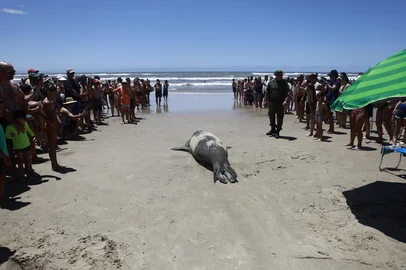 TRAMANDAÍ, RS, BRASIL, 31.12.2025: A saga do Elefante Marinho em Tramandaí causou comoção entre veranistas na manhã do último dia do ano. O animal, que está em processo de troca de pele, ficou na avenida Beira Mar pela manhã. Pouco antes do meio dia, voltou ao mar atravessando as dunas e entrando na água, sob gritos e aplausos da multidão. (Foto: André Ávila/ Agência RBS)<!-- NICAID(16196199) -->