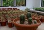 RS completa 10 anos sem atualizar a lista da flora ameaçada de extinção; último levantamento apontou 804 espécies