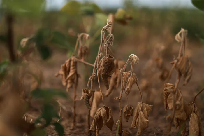 Renan Mattos / Agencia RBS