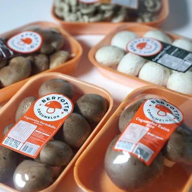 PORTO ALEGRE, RS, BRASIL, 23-09-2025: Cogumelos de diferentes tipos para o Consumidor Verde, da Giane Guerra. Foto: Jonathan Heckler/Agência RBS<!-- NICAID(16131176) -->