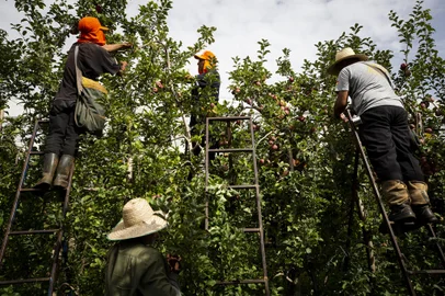 MONTE ALEGRE DOS CAMPOS, RS, BRASIL, 13-04-2023: Safristas durante a colheita da maca em propriedade da Schio com 290 hectares. A colheita da fruta faz com que empresas de Vacaria tragam milhares de trabalhadores temporarios todos os anos para a regiao dos Campos de Cima da Serra. O movimento e acompanhado pelas autoridades e sindicato do setor. Foto: Mateus Bruxel / Agencia RBSIndexador: Andre Avila<!-- NICAID(15405676) -->